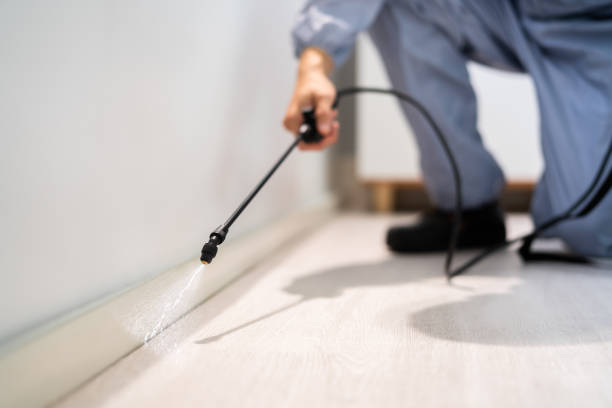 Best Wasp Removal Services  in Massanetta Springs, VA